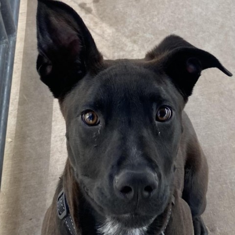 Teddy, an adoptable Australian Kelpie in Cedaredge, CO, 81413 | Photo Image 6