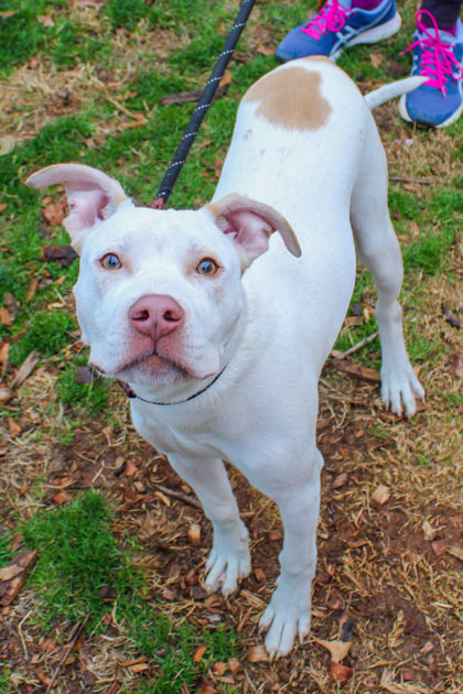 Brady- IN FOSTER 1