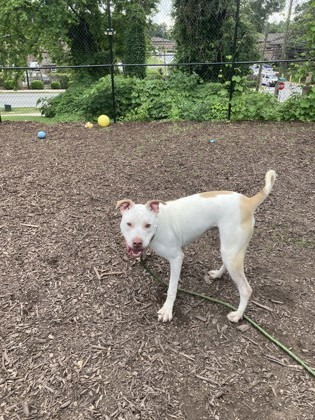 Brady- IN FOSTER 3