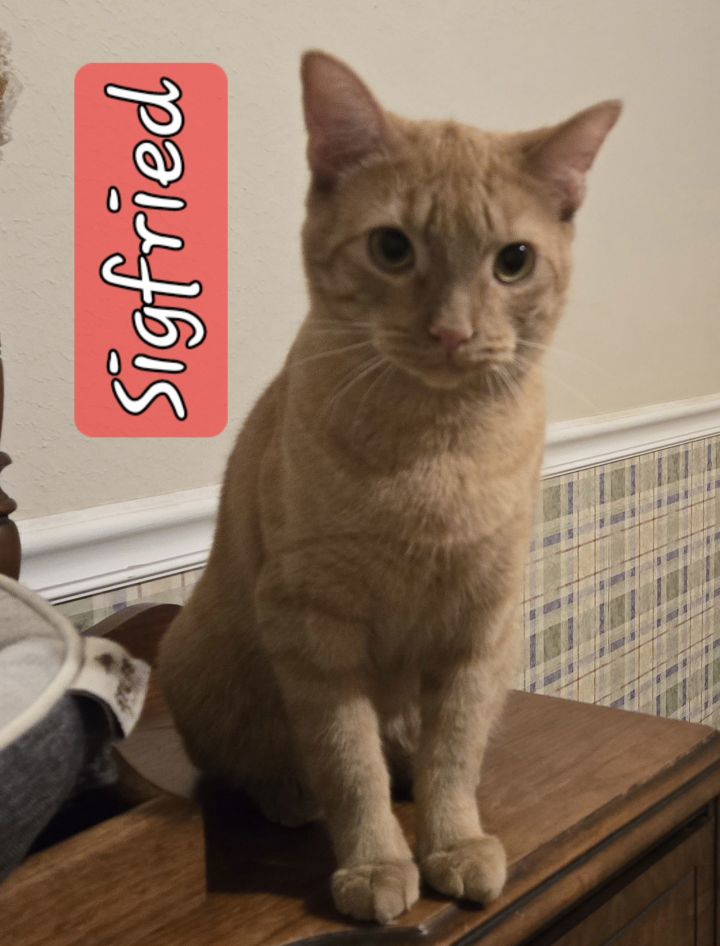 SIGFRIED 1
