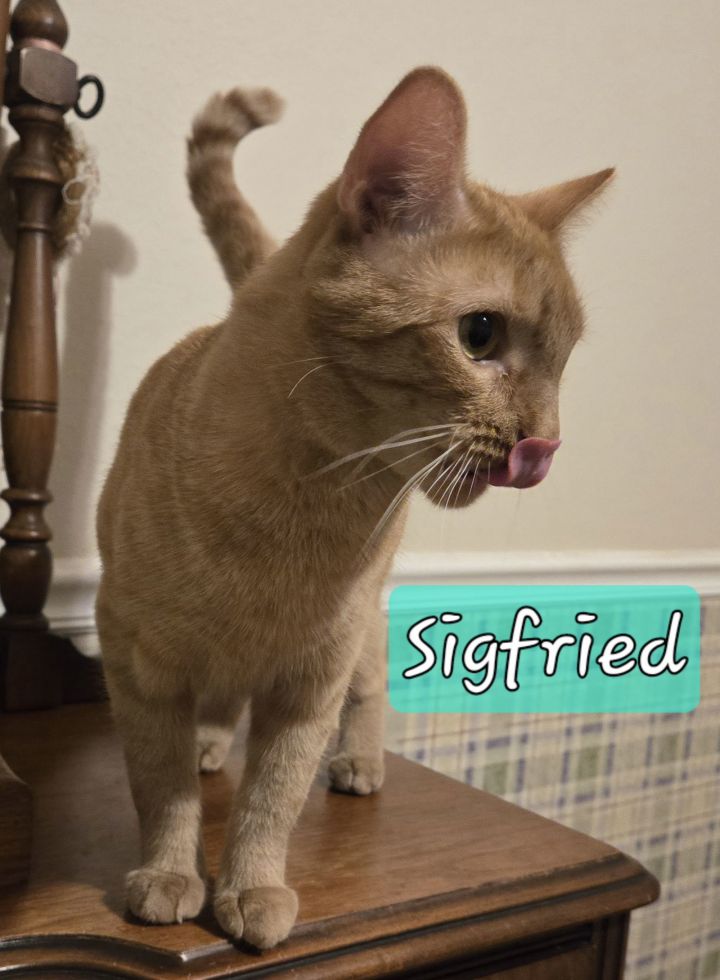 SIGFRIED 2