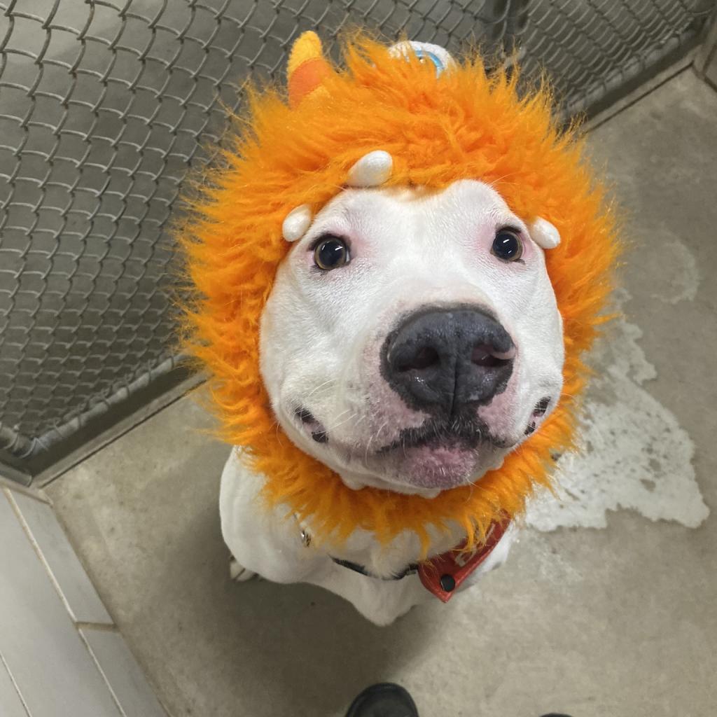 Norman, an adoptable Mixed Breed in Grand Rapids, MI, 49534 | Photo Image 2