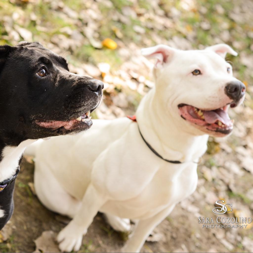 Norman, an adoptable Mixed Breed in Grand Rapids, MI, 49534 | Photo Image 3