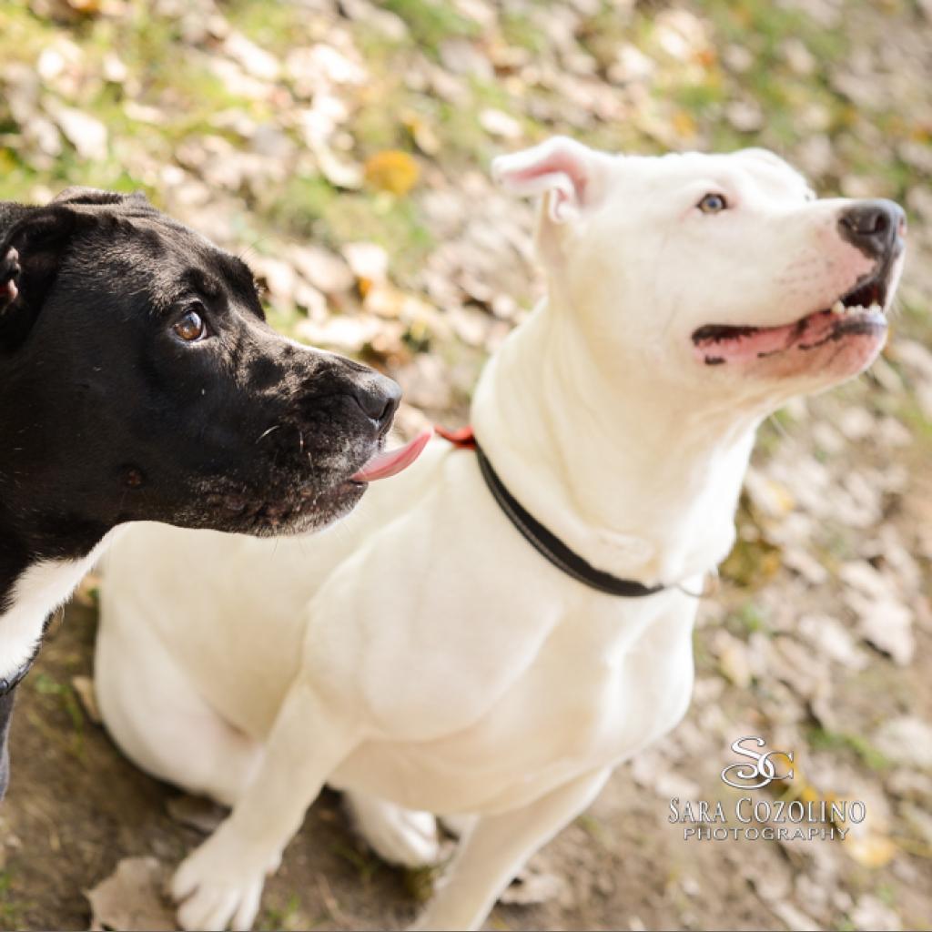 Norman, an adoptable Mixed Breed in Grand Rapids, MI, 49534 | Photo Image 4