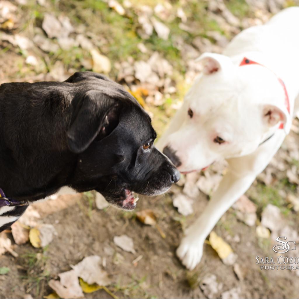 Norman, an adoptable Mixed Breed in Grand Rapids, MI, 49534 | Photo Image 5