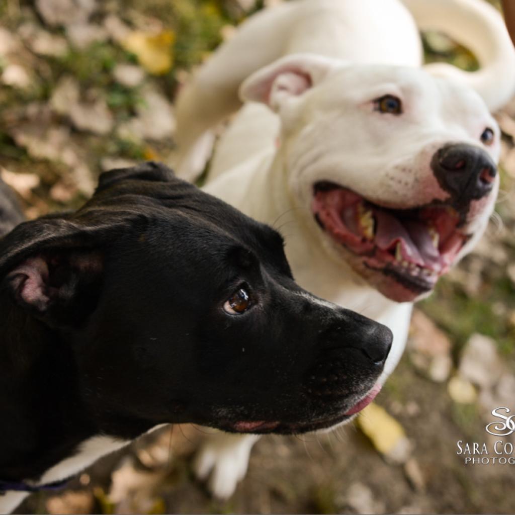 Norman, an adoptable Mixed Breed in Grand Rapids, MI, 49534 | Photo Image 6