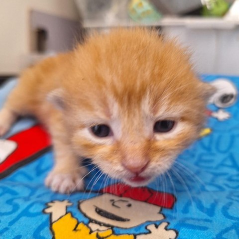 Citrus, an adoptable Domestic Short Hair in Kingman, KS, 67068 | Photo Image 2