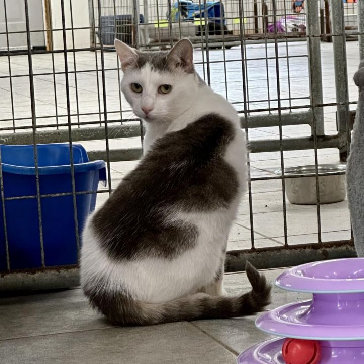 Brown Swiss (Horseheads PetSmart) 3