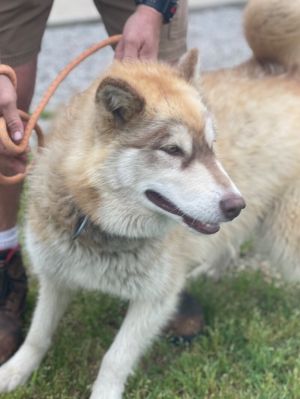 Queenie is a stunning female cream-colored Husky found as a stray by one of our Volunteers on the Ol