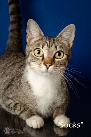 Adoption Fee is 40 and includes SpayNeuter Age Appropriate Vaccines and Dew
