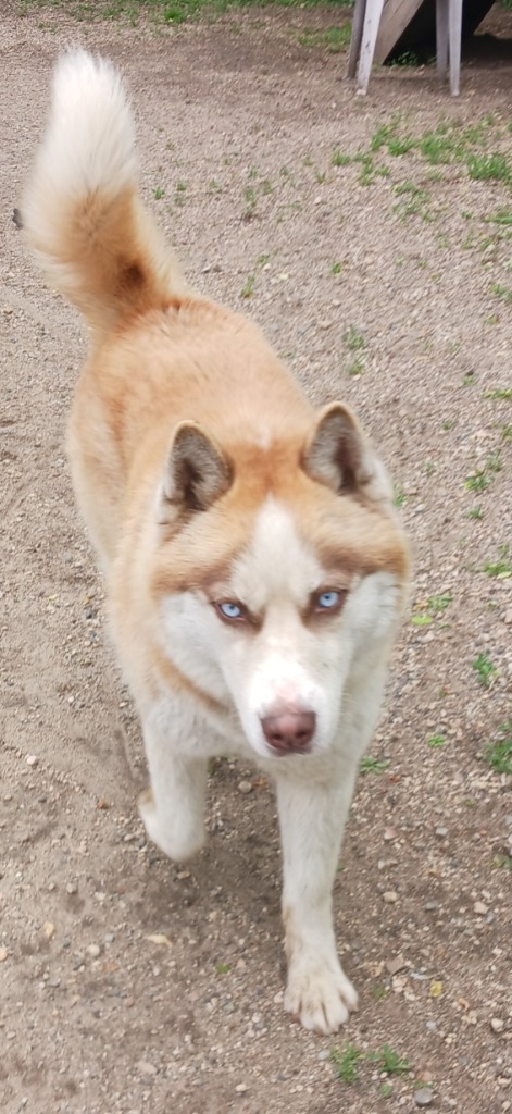 Madison, an adoptable Husky in Saint James, MN, 56081 | Photo Image 2