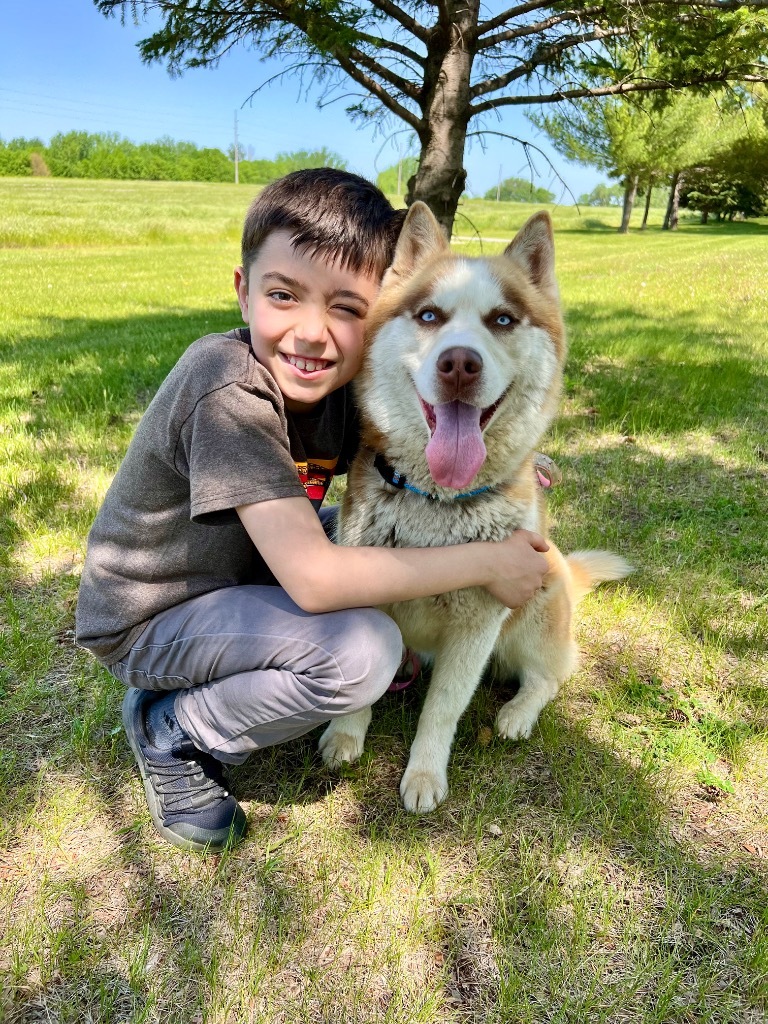 Madison, an adoptable Husky in Saint James, MN, 56081 | Photo Image 3