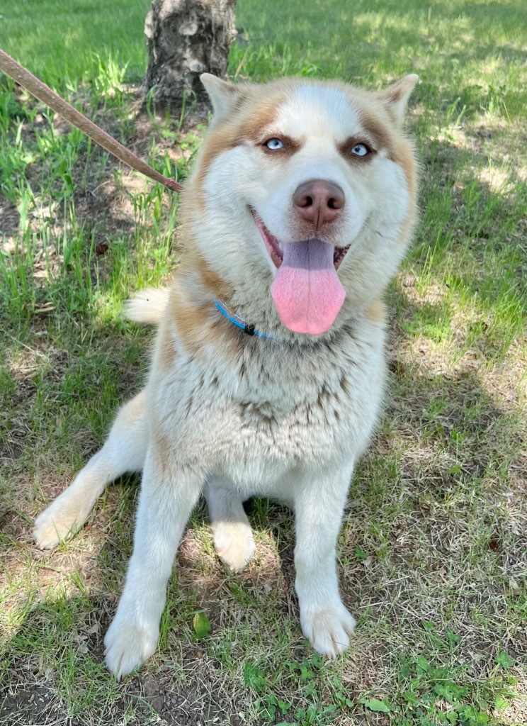 Madison, an adoptable Husky in Saint James, MN, 56081 | Photo Image 4