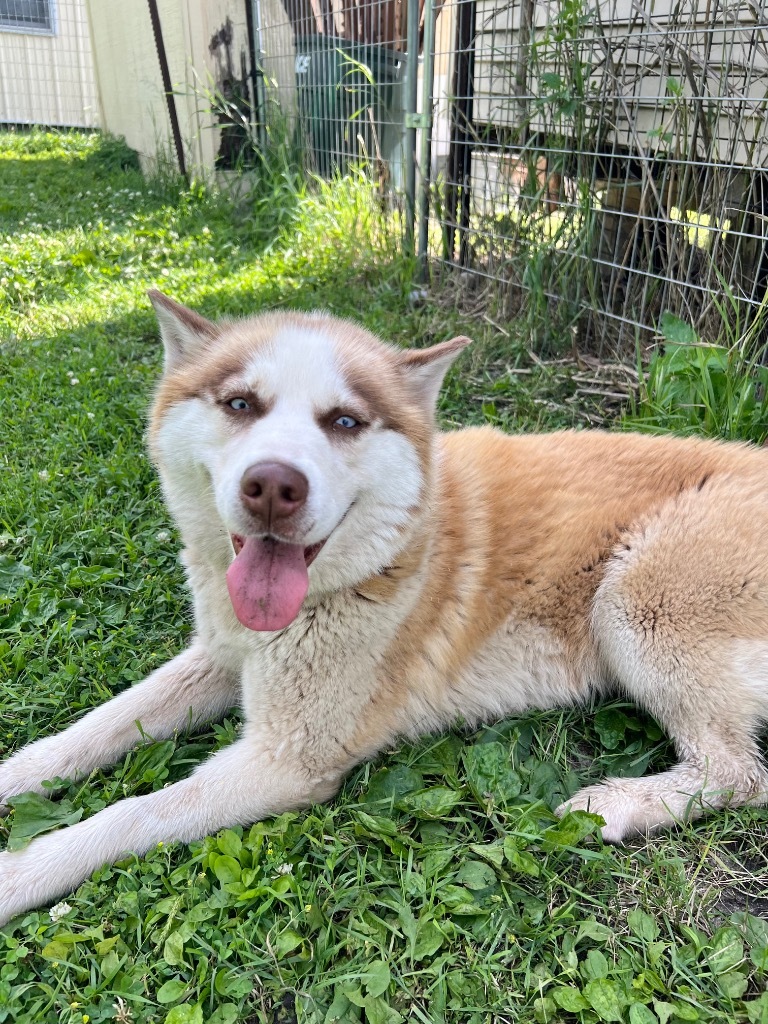 Madison, an adoptable Husky in Saint James, MN, 56081 | Photo Image 5