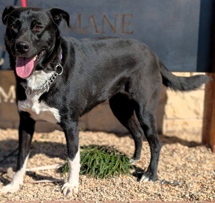 Flicka, an adoptable Mixed Breed in Buchanan Dam, TX, 78609 | Photo Image 1