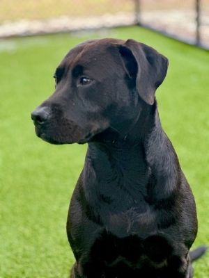 Meet Bella Swan the sweet and soulful 7-year-old lab mix who navigates life with a gentle heart and