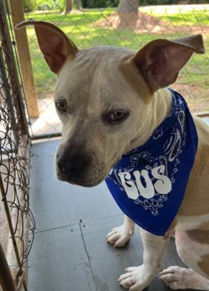 Gus, Adult Male Terrier