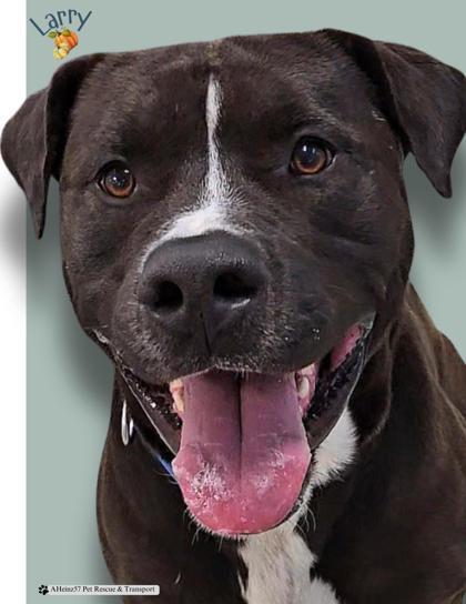 Larry, an adoptable Boxer, Labrador Retriever in De Soto, IA, 50069 | Photo Image 1