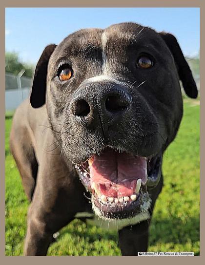 Larry, an adoptable Boxer, Labrador Retriever in De Soto, IA, 50069 | Photo Image 1