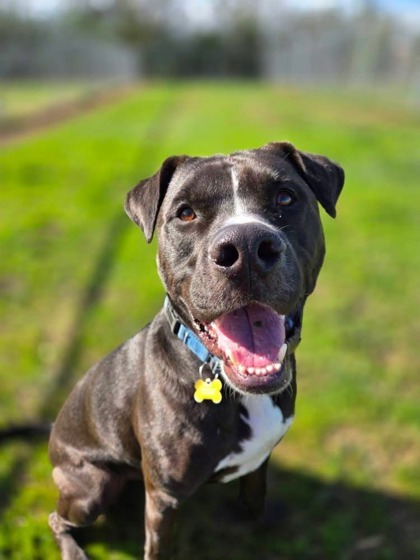 Larry, an adoptable Boxer, Labrador Retriever in De Soto, IA, 50069 | Photo Image 1
