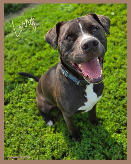Larry, an adoptable Boxer, Labrador Retriever in De Soto, IA, 50069 | Photo Image 1