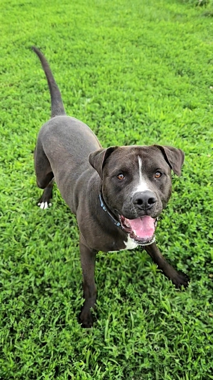 Larry, an adoptable Boxer, Labrador Retriever in De Soto, IA, 50069 | Photo Image 2