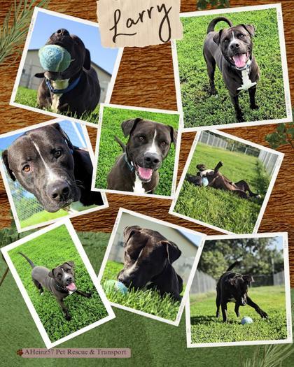 Larry, an adoptable Boxer, Labrador Retriever in De Soto, IA, 50069 | Photo Image 2