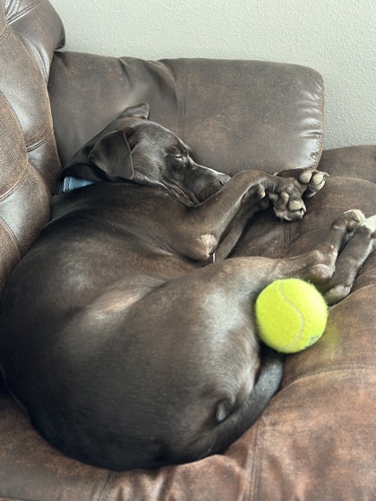 Larry, an adoptable Boxer, Labrador Retriever in De Soto, IA, 50069 | Photo Image 3