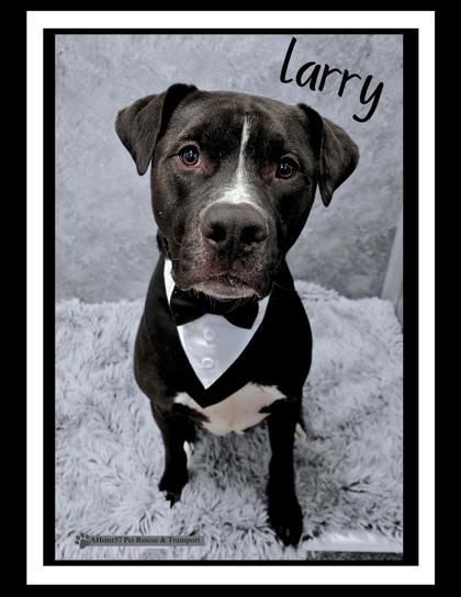 Larry, an adoptable Boxer, Labrador Retriever in De Soto, IA, 50069 | Photo Image 3