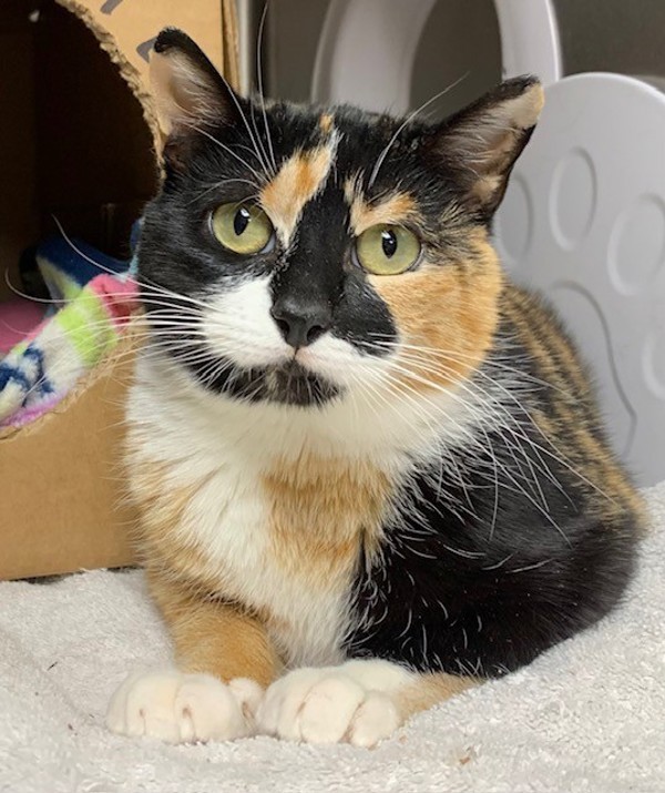 Asha, an adoptable Domestic Short Hair in Great Falls, MT, 59405 | Photo Image 1