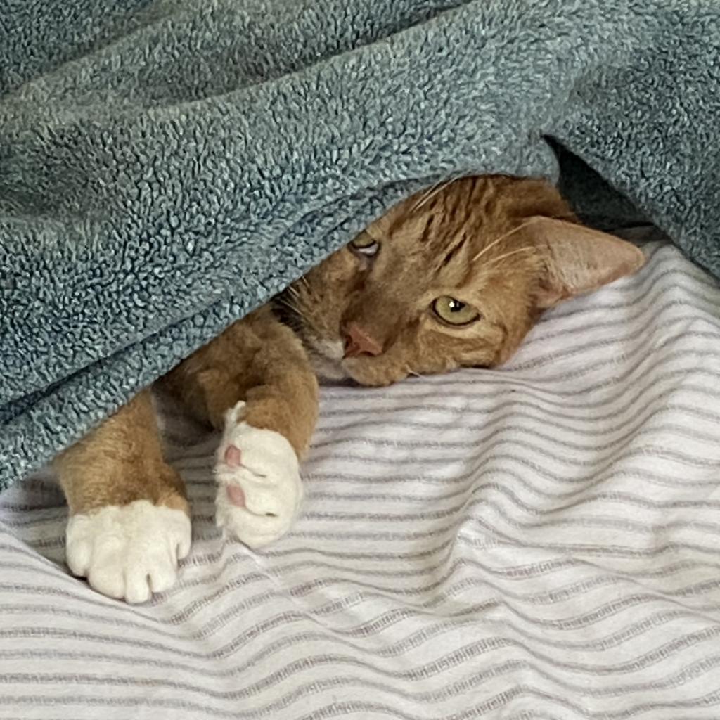 Tormund