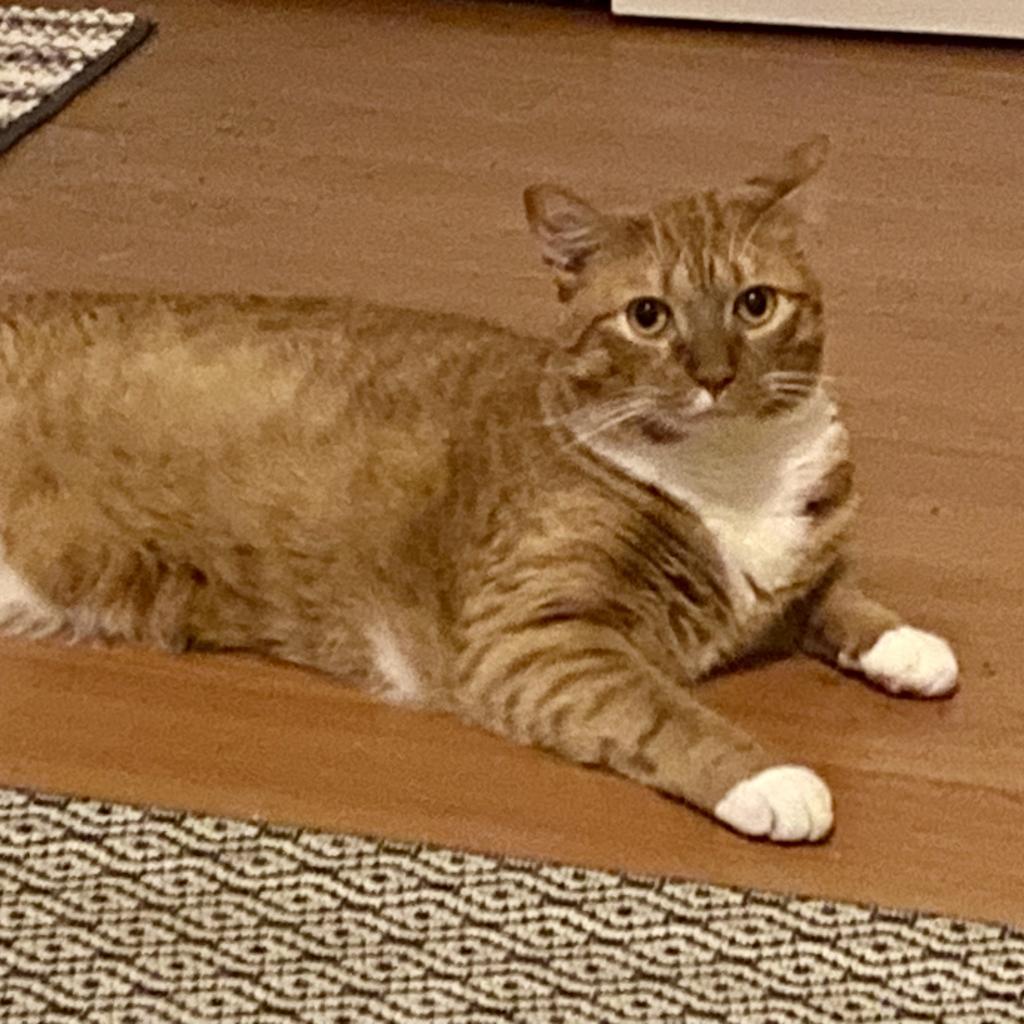 Tormund