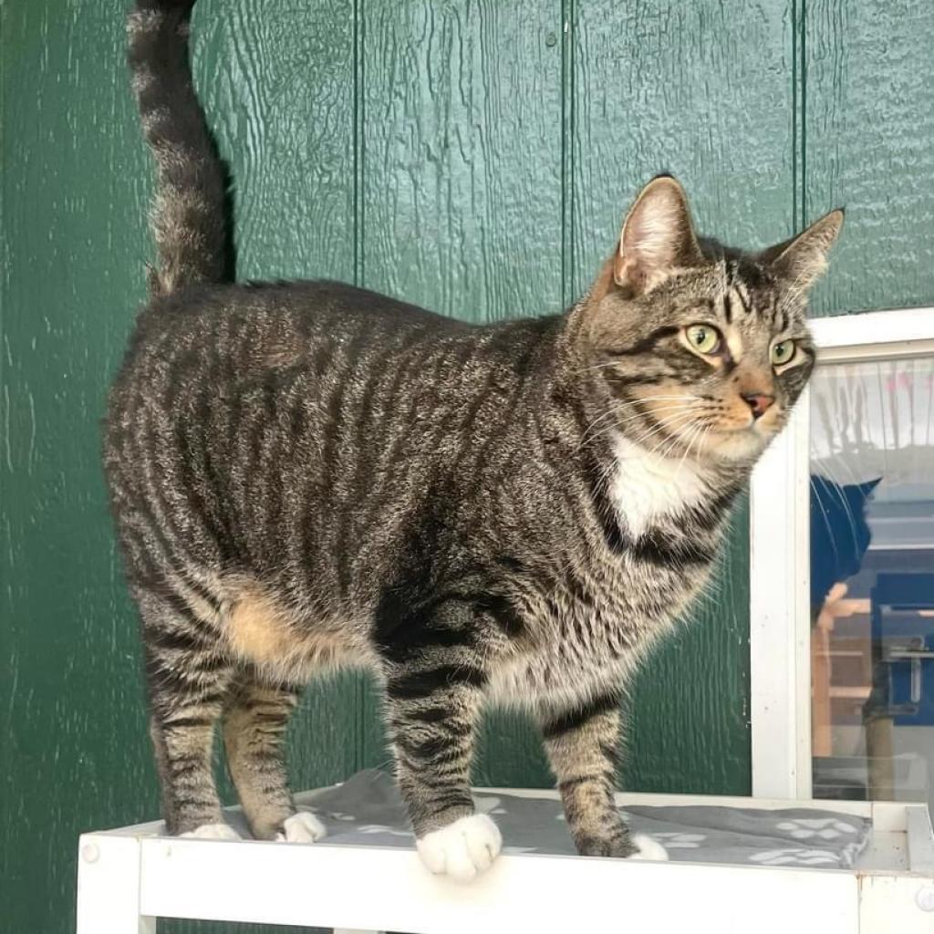 Klaus