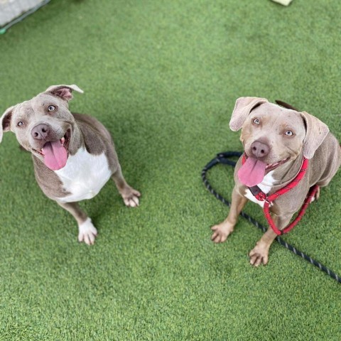 Aster, an adoptable Weimaraner in Tomball, TX, 77377 | Photo Image 1