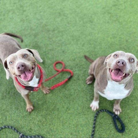 Aster, an adoptable Weimaraner in Tomball, TX, 77377 | Photo Image 2