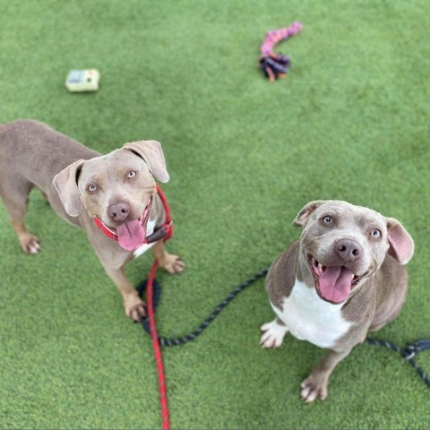 Aster, an adoptable Weimaraner in Tomball, TX, 77377 | Photo Image 3