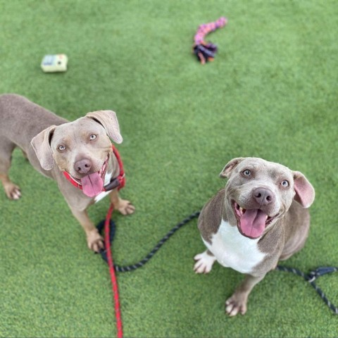 Aster, an adoptable Weimaraner in Tomball, TX, 77377 | Photo Image 5