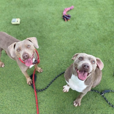 Aurora, an adoptable Weimaraner in Tomball, TX, 77377 | Photo Image 2