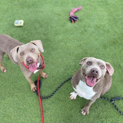 Aurora, an adoptable Weimaraner in Tomball, TX, 77377 | Photo Image 3