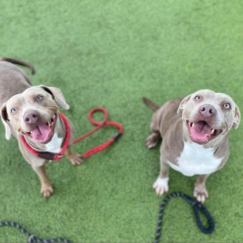 Aurora, an adoptable Weimaraner in Tomball, TX, 77377 | Photo Image 4