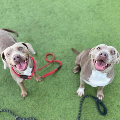 Aurora, an adoptable Weimaraner in Tomball, TX, 77377 | Photo Image 5