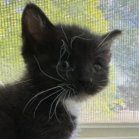 Chunk, an adoptable Domestic Short Hair in Garden City, KS, 67846 | Photo Image 1