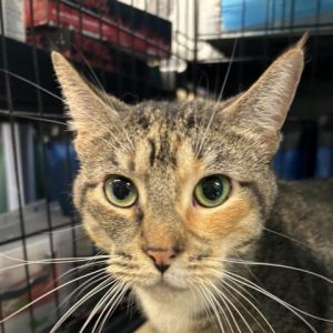 Meet Druscilla a charming 3-year-old female brown and white tabby cat with a sweet and affectionate