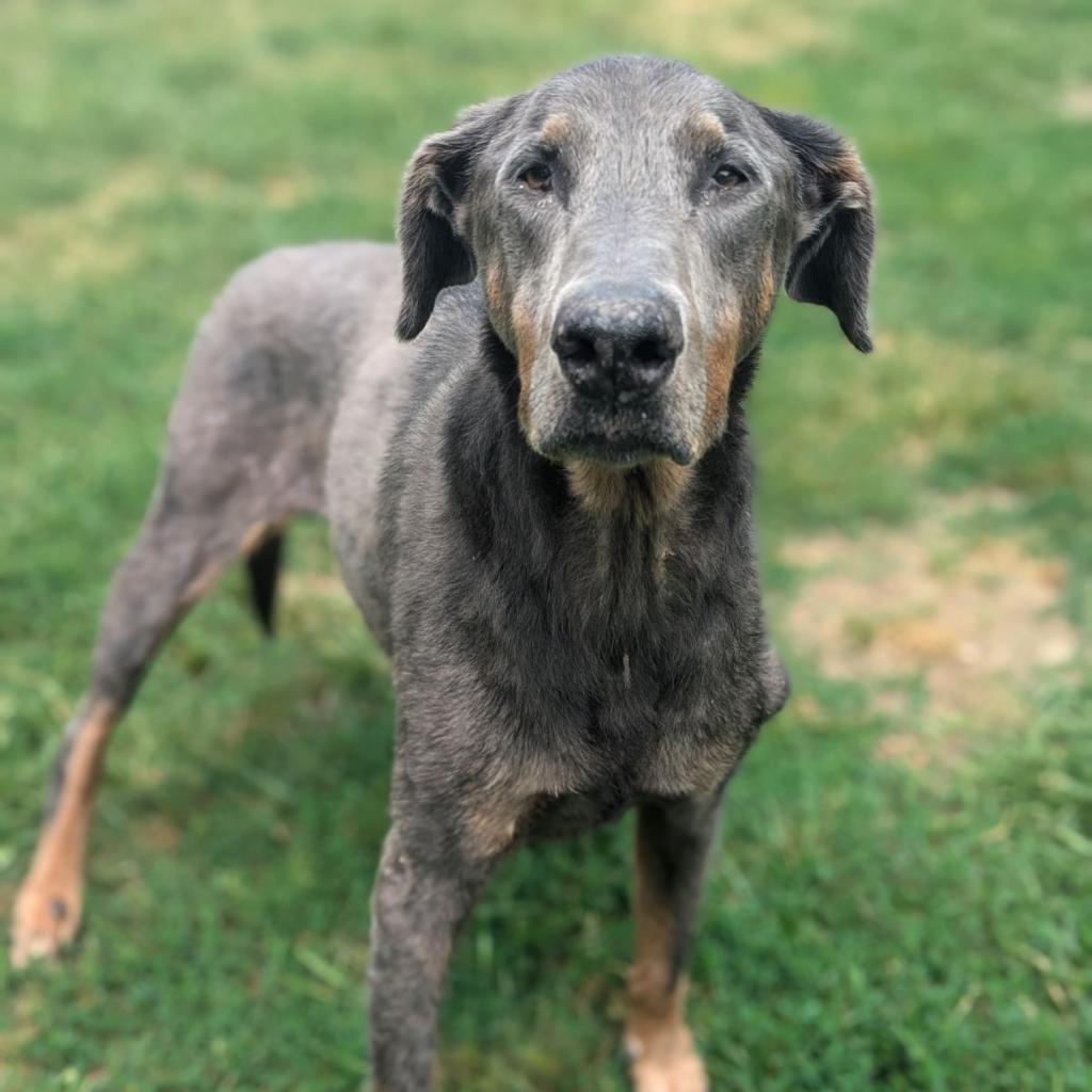 7817 Zeb - I'm a SSNAP Dog