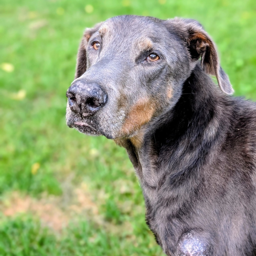 7817 Zeb - I'm a SSNAP Dog, an adoptable Doberman Pinscher in Sandown, NH, 03873 | Photo Image 1