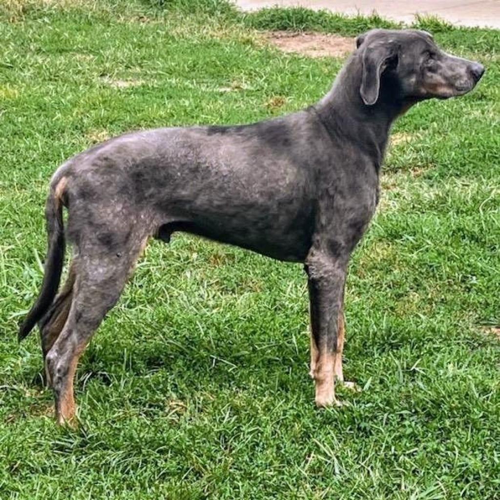 7817 Zeb - I'm a SSNAP Dog