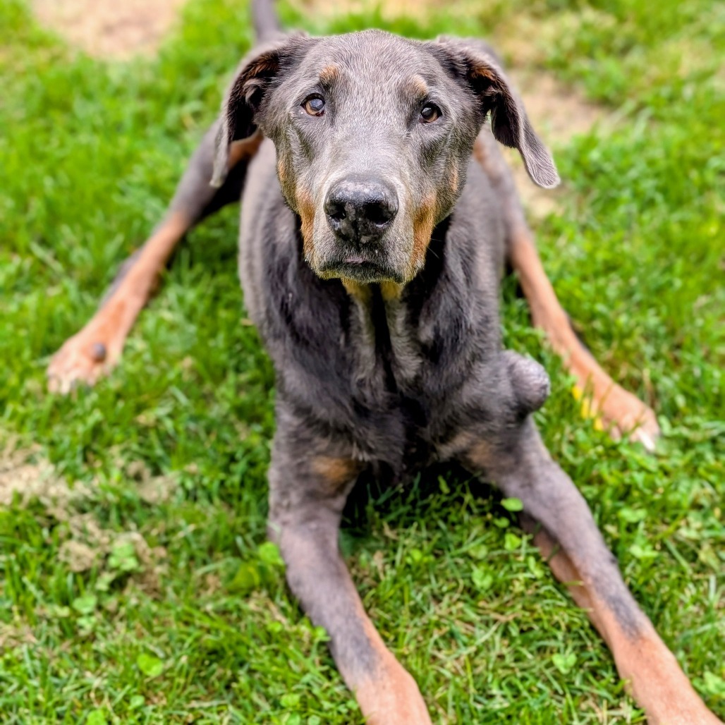 7817 Zeb - I'm a SSNAP Dog, an adoptable Doberman Pinscher in Sandown, NH, 03873 | Photo Image 2