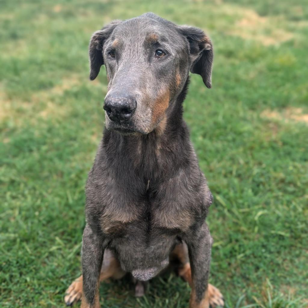 7817 Zeb - I'm a SSNAP Dog