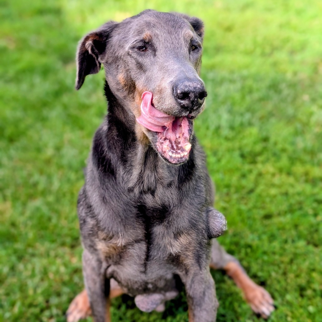 7817 Zeb - I'm a SSNAP Dog, an adoptable Doberman Pinscher in Sandown, NH, 03873 | Photo Image 3