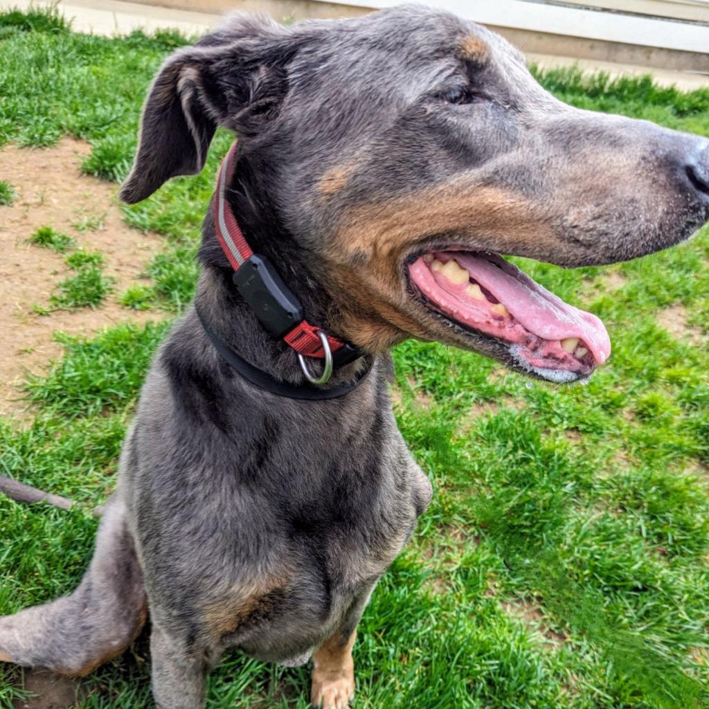 7817 Zeb - I'm a SSNAP Dog